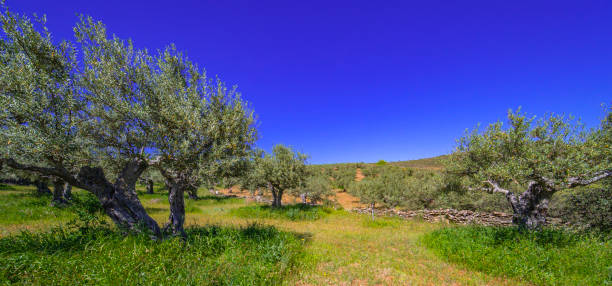 istock Olives Trees Plantation, Spain 2163209198
