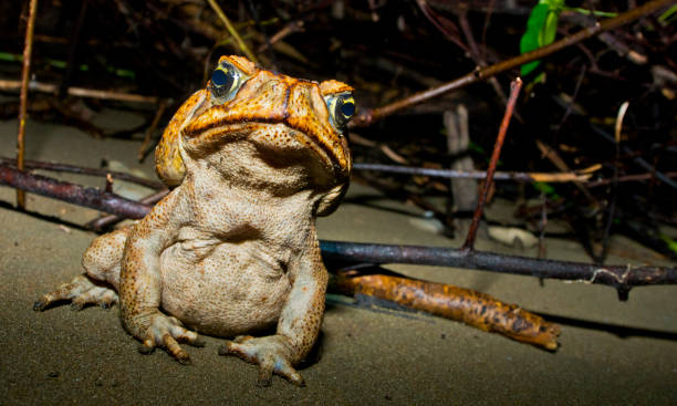 istock Marine Toad, Marino Ballena National Park 2163209243