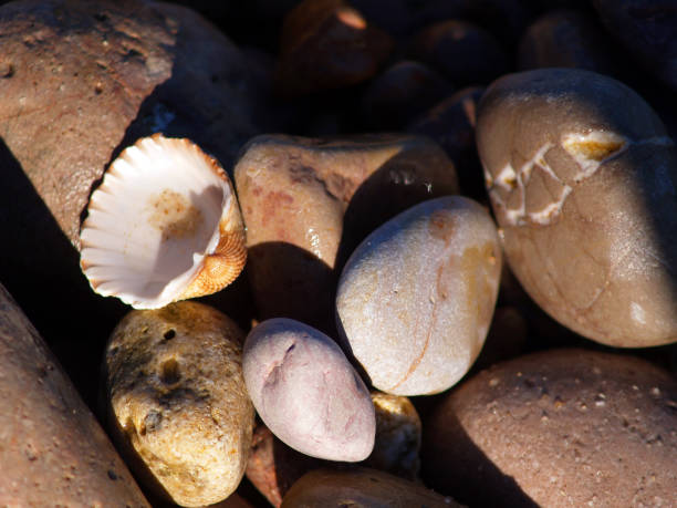 Close-Up Seashells on the Beach