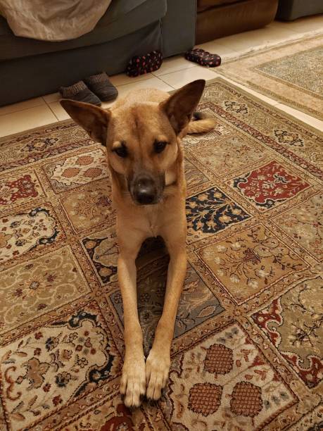 istock Short hair mixed breed dog in relaxed pose with long front legs extended while sitting on a patterned carpet. 2163211348