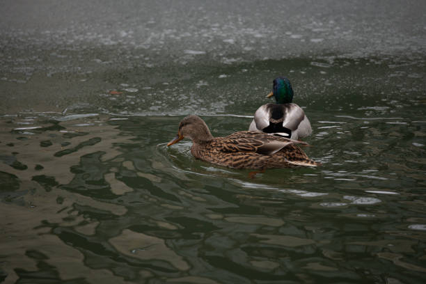Duck barks on the lake