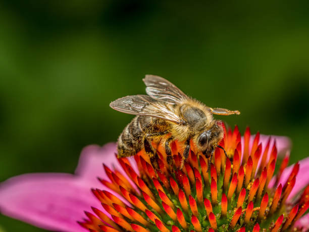 istock Honeybee pollinating echinacea flowers 2163214742