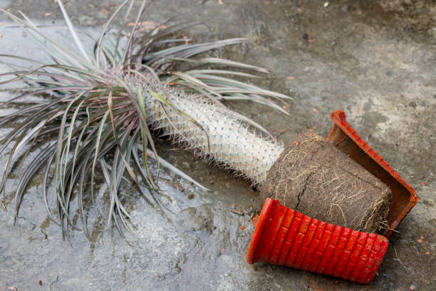 istock A broken pot with a Madagascar Palm on the floor. 2163215514
