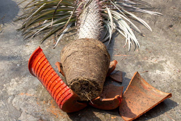 istock Madagascar Palm in a pot fallen down with a broken pot on the floor 2163216132