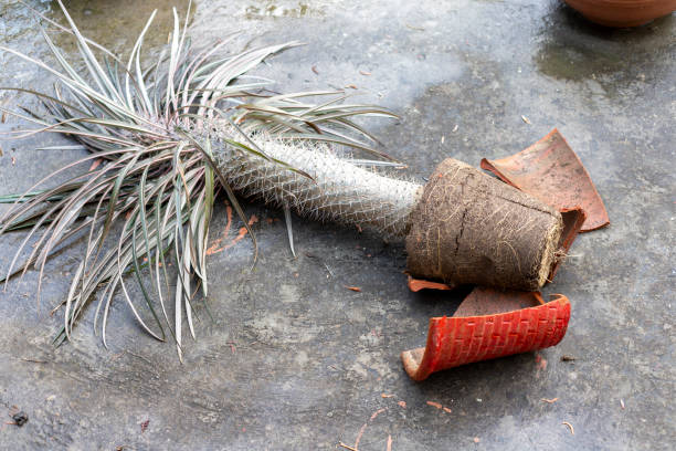 istock Pachypodium madagascar palm in a pot collapsed on a floor 2163216880