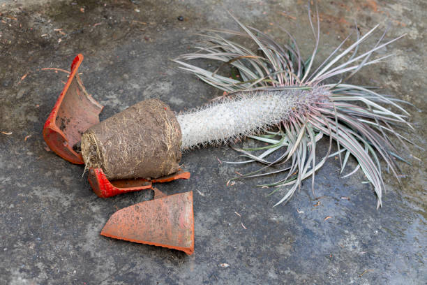 istock Pachypodium madagascar palm in a red clay pot fallen down on a floor with broken pot. Top view 2163216939