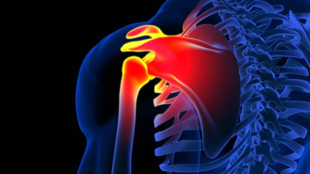 istock Scapula bone pain anatomy for medical concept 3D rendering 2163219940