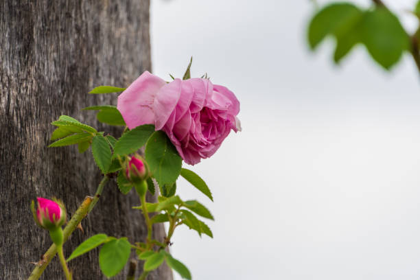 istock Elegant Pink Rose Against a Weathered Tree 2163221236