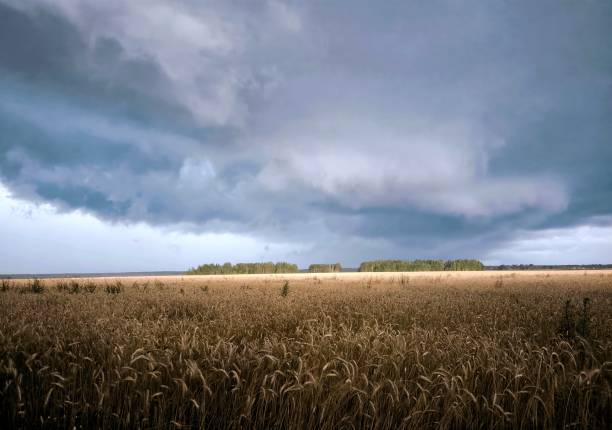 View among the fields on a summer day with stunning clouds before a thunderstorm.
