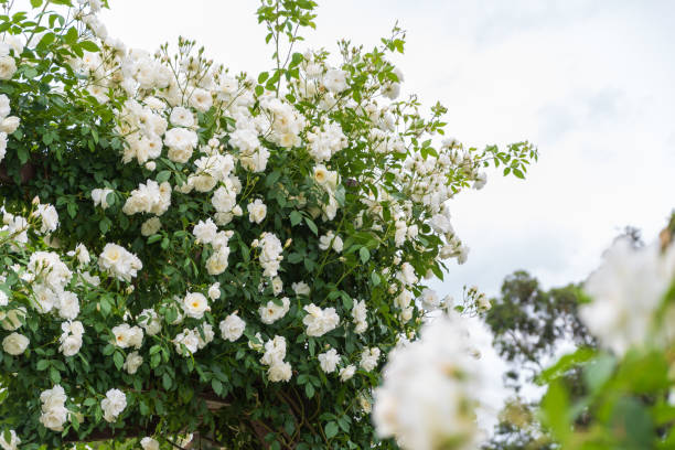 istock Abundant White Roses in Full Bloom 2163221300