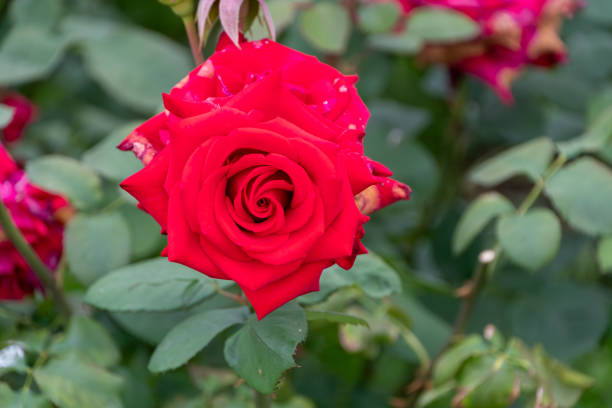 This photograph captures a striking red rose in full bloom, set against a background of lush green foliage. The rich red petals of the rose are beautifully detailed, showcasing their velvety texture and the intricate spiral pattern at the center. The vibrant color of the rose stands out vividly, symbolizing passion and elegance. This image is perfect for floral enthusiasts and those who appreciate the stunning beauty of nature.