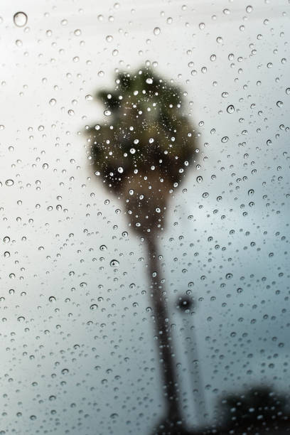 istock Tropical Rains In Southern California 2163222064