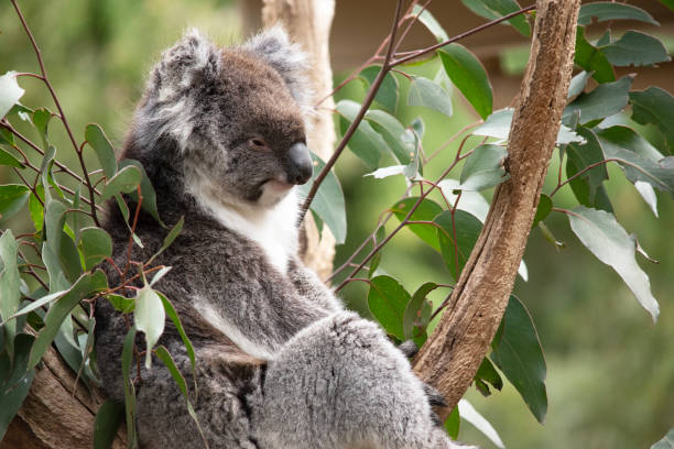 istock the koala is sitting in a tree 2163222391