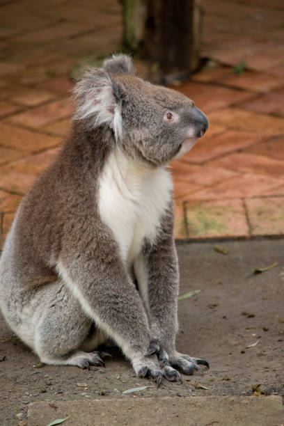 istock the koala is on the ground 2163222827
