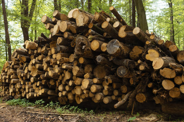 Stack of sawn tree trunks of different sizes after sanitary felling