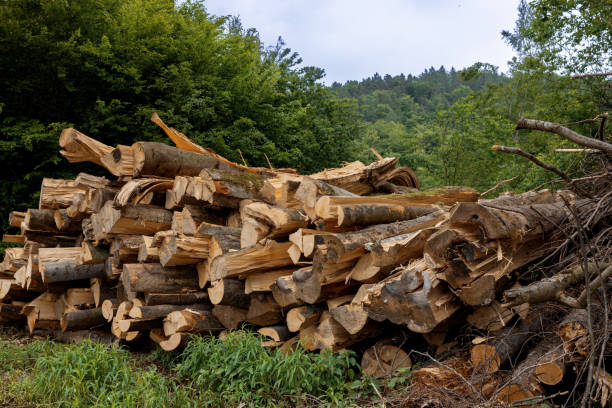 istock Small stack of split long logs against the background of a green forest 2163223504