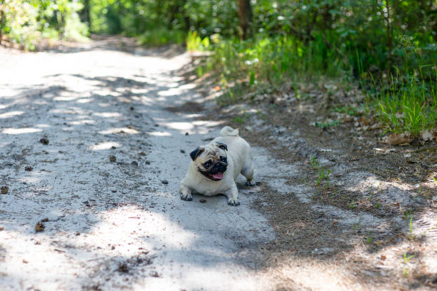 Dog breed pug on a walk in the woods.