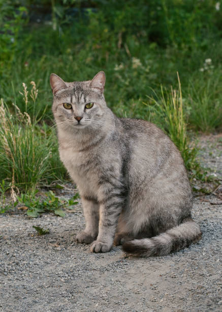 istock Independence grey stray cat sits on the ground in summer, vertical image, selected focus. 2163223724