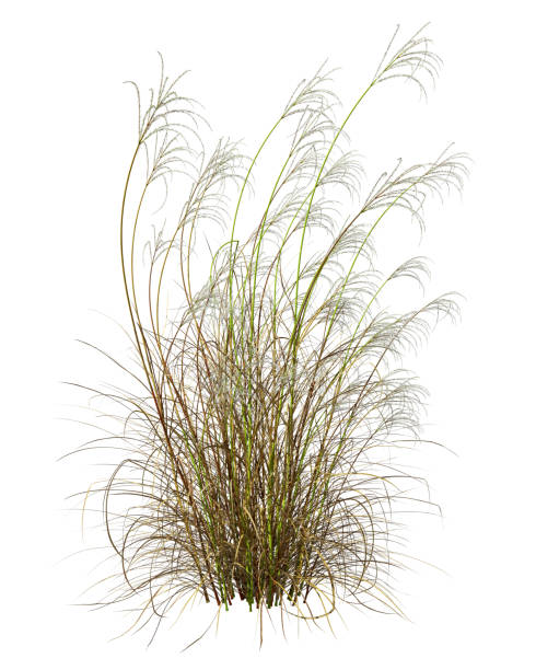 istock Nature grass field flowing 3d rendering cut out backgrounds 2163224753