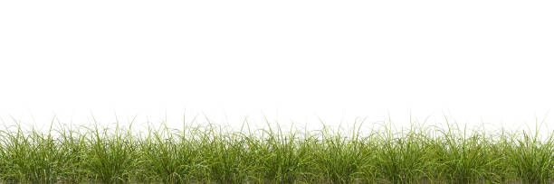 Meadow green grass row horizontal cut out white backgrounds 3d rendering