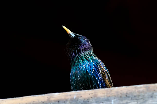 The common starling, also known as the European starling in North America and simply as the starling in Great Britain and Ireland, is a medium-sized passerine bird in the starling family, Sturnidae.