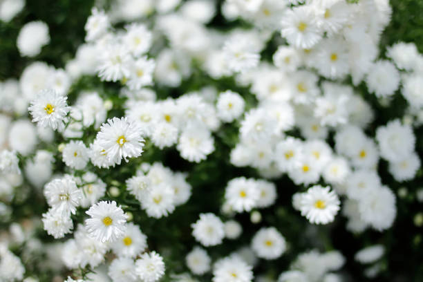 Daisy flowers area
