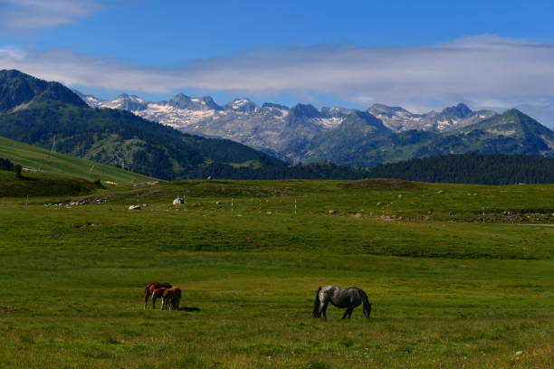 Horses on the Pla de Beret, Val d'Aran, Catalonia