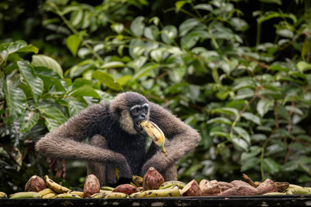 A Bornean white-bearded gibbon eating on the feeding platform in Tanjung Puting National Park, at Camp Leakey, on the bank of the Sekonyer River, Central Kalimantan, Indonesia. These apes are commonly seen with grey or dark brown fur, a black face, and white beard.