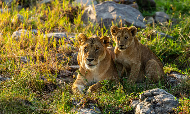 istock Lioness and her cub in the wilderness, back lit. 2163235720