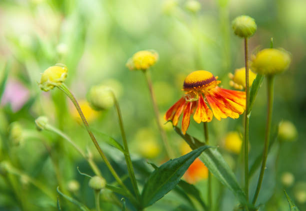 Vibrant Helenium daisy blooms in a lush green garden, showcasing nature's colorful beauty