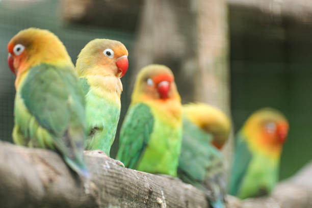 istock Feathered Symphony - Lovebirds in Harmony 2163238006