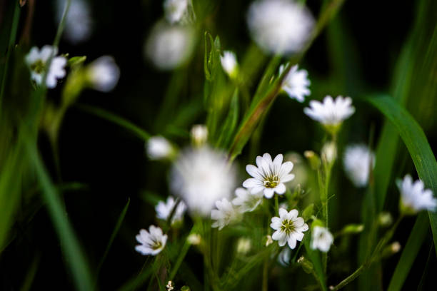 Small white flowers on a meadow blooming in summer