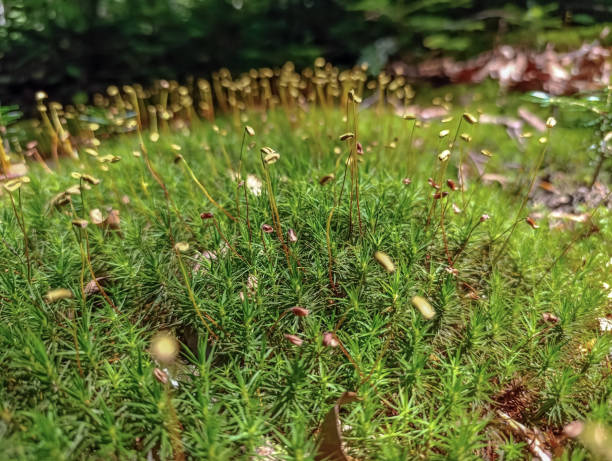 istock Macro  - Forest - Europe, Romania 2163238930