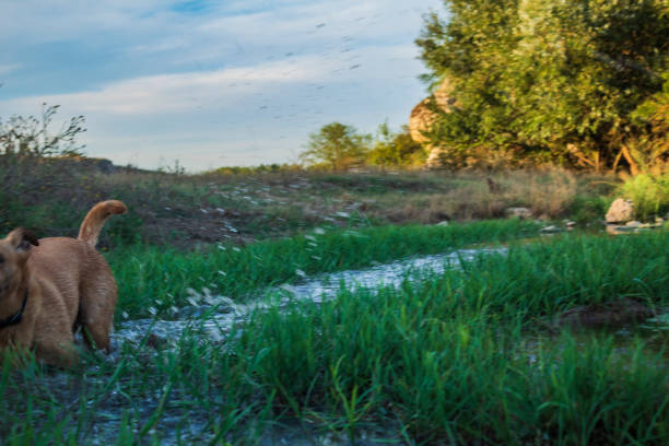 A stream with lush green meadows - Derebucak district, Çamlık Caves National Park