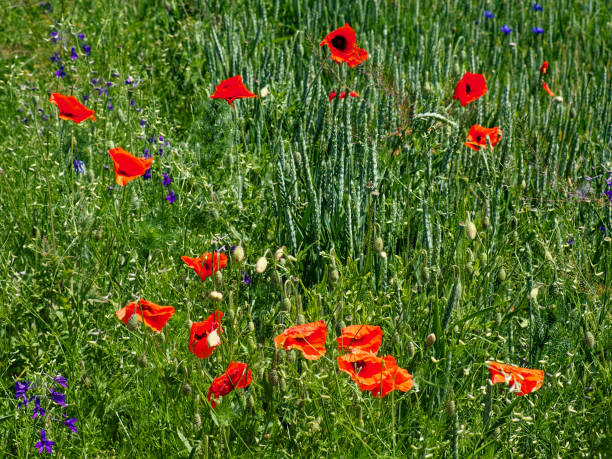 istock Poppies bloom amidst the dense greenery of a wheat field. 2163241696