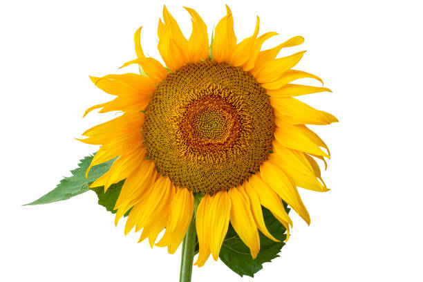 istock sunflower flower head.  Isolated on white background. 2163242674