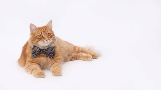 istock Smart Cat is lying on a white background. Place for text. Cute ginger Cat at looks away. Pet. Beautiful cat gentlemen wearing red bow tie. Without people. for pet-themed products or advertising. 2163243047