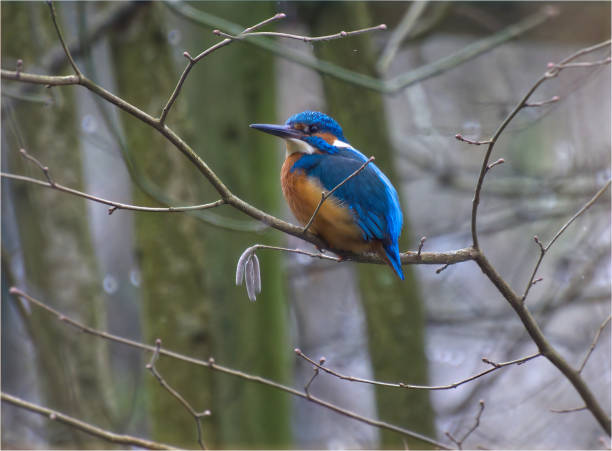 istock kingfisher on the branch 2163244650