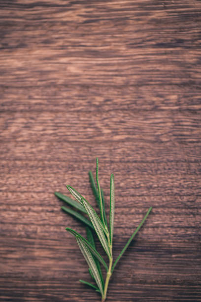 Rosemary Close-up photography macrophotogarphy