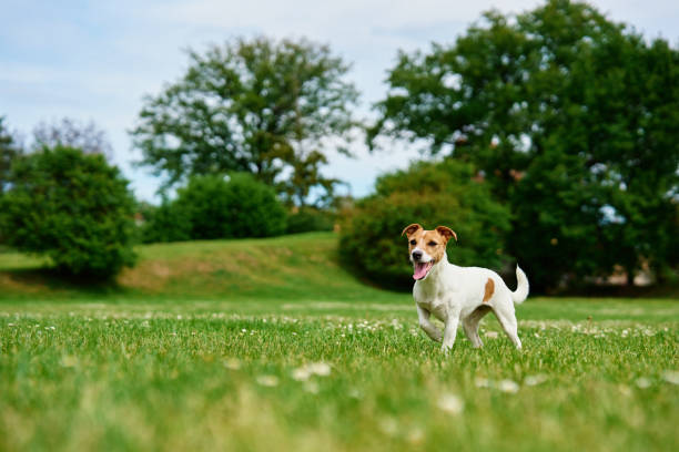 Happy Dog on Green Grass