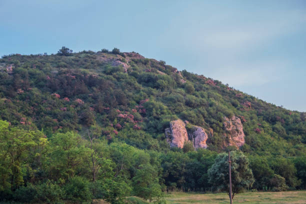 istock Landscapes - Forest - Europe, Romania 2163246219