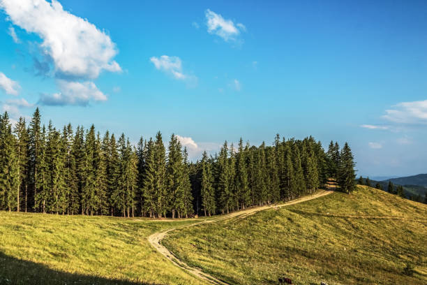 Landscapes - Forest - Europe, Romania