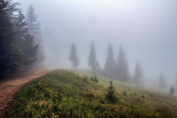 istock Landscapes - Forest - Europe, Romania 2163247003