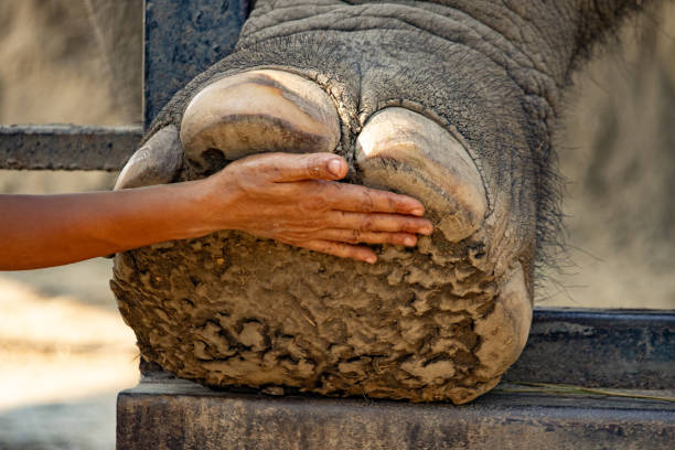 The zoologist ist gently feeling the underside of the elephant's foot. The elephant puts his foot on the fence full of trust.