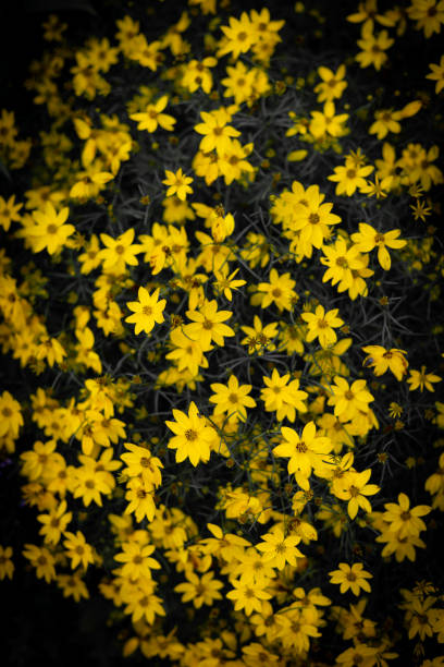 Yellow Coreopsis Verticillata Flowers Wallpaper Background, Whorled Tickseed, Floral Pattern for Nature-Themed Decoration, Vibrant Yellow Blooms for Garden-Inspired Wallpaper or Desktop Background