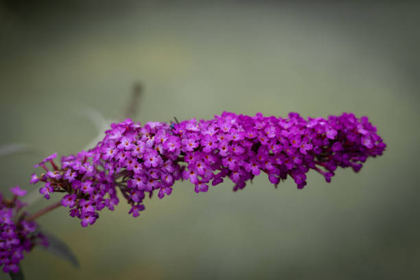 istock Garden theme Butterfly bush Buddleia davidii Floral Pattern for Nature-Themed Decoration, Vibrant pink Blooms for Garden-Inspired Wallpaper or Desktop Background 2163248997