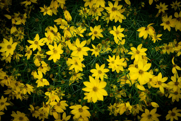 istock Yellow Coreopsis Verticillata Flowers Wallpaper Background, Whorled Tickseed, Floral Pattern for Nature-Themed Decoration, Vibrant Yellow Blooms for Garden-Inspired Wallpaper or Desktop Background 2163249044