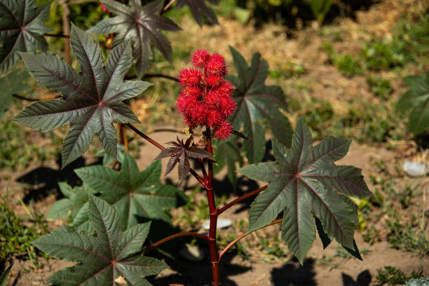 Growing flowers of tropical plant in Thailand
