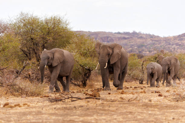 istock Elephant herd in Mashatu Game Reserve 2163249814