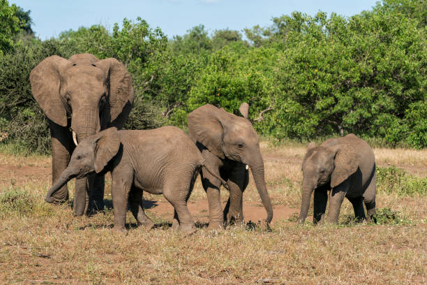 istock Elephant herd in Mashatu Game Reserve 2163249823